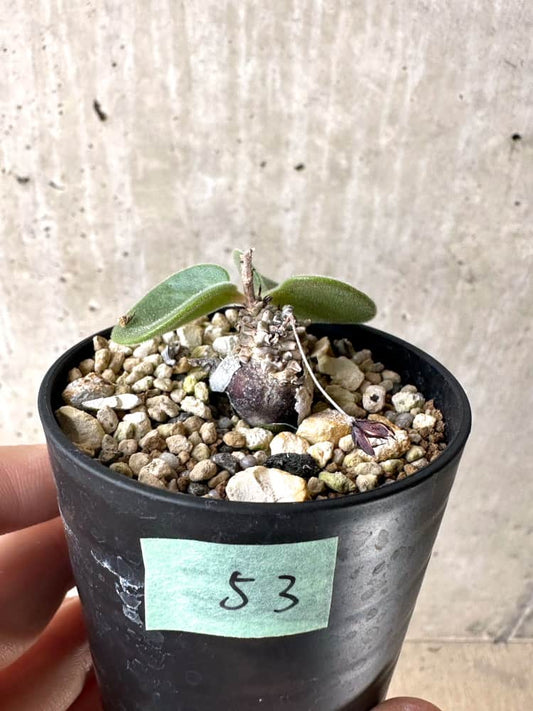 【現品限り】チレコドン・エラフィエアエ【C53】 Tylecodon ellaphieae