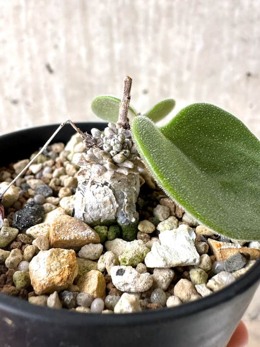 【現品限り】チレコドン・エラフィエアエ【C53】 Tylecodon ellaphieae