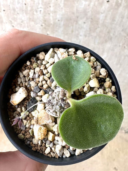 【現品限り】チレコドン・エラフィエアエ【C53】 Tylecodon ellaphieae