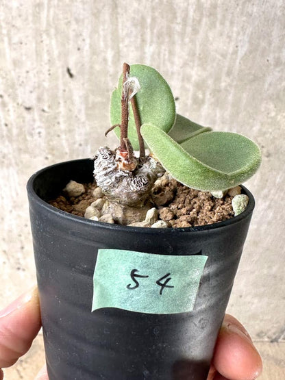 【現品限り】チレコドン・アトロプルプレウス【C54】 Tylecodon atropurpureus