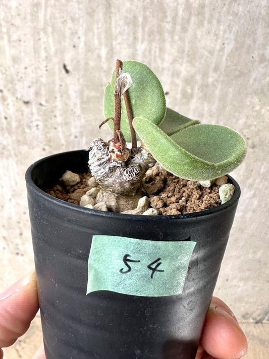 【現品限り】チレコドン・アトロプルプレウス【C54】 Tylecodon atropurpureus