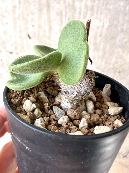 【現品限り】チレコドン・アトロプルプレウス【C54】 Tylecodon atropurpureus