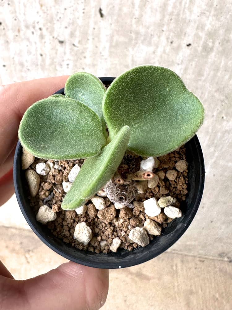 【現品限り】チレコドン・アトロプルプレウス【C54】 Tylecodon atropurpureus