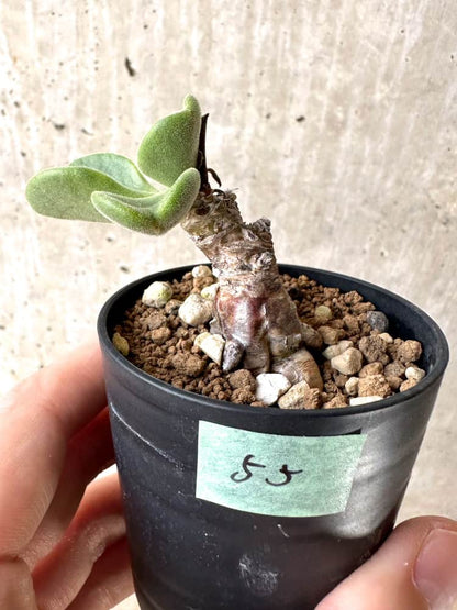 【現品限り】チレコドン・アトロプルプレウス【C55】 Tylecodon atropurpureus