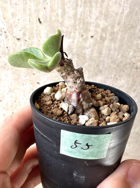 【現品限り】チレコドン・アトロプルプレウス【C55】 Tylecodon atropurpureus