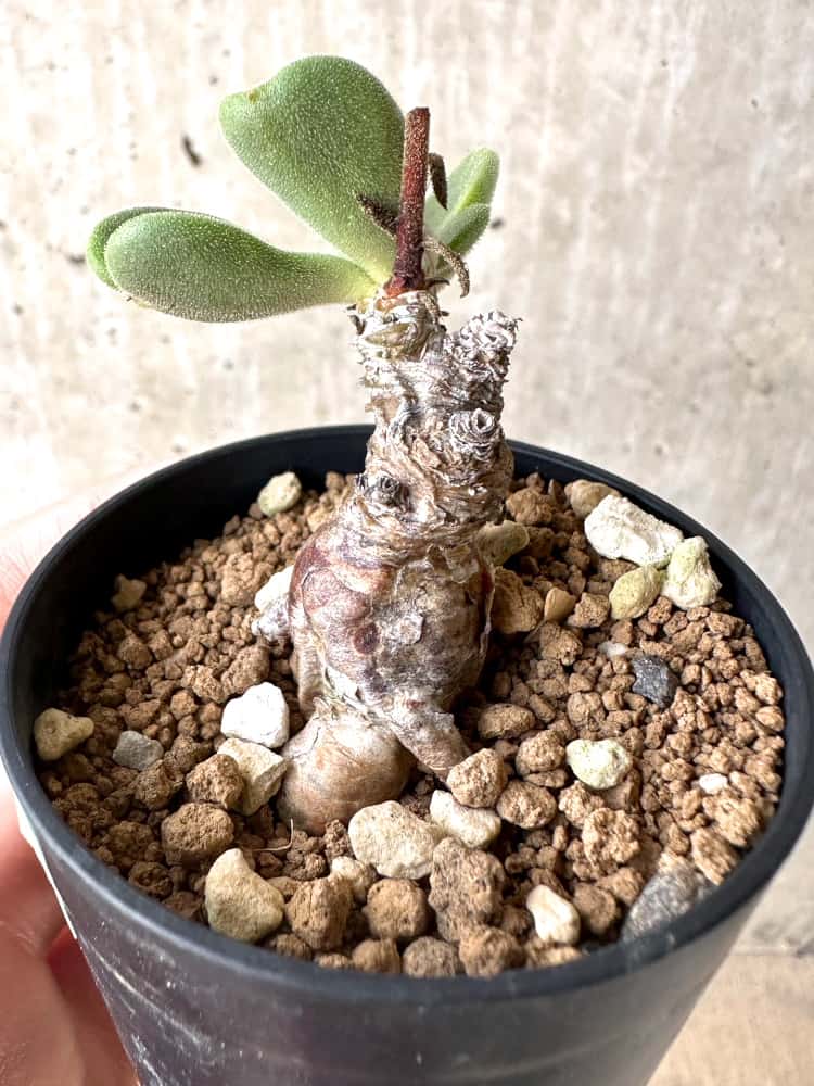 【現品限り】チレコドン・アトロプルプレウス【C55】 Tylecodon atropurpureus