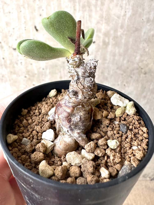 【現品限り】チレコドン・アトロプルプレウス【C55】 Tylecodon atropurpureus