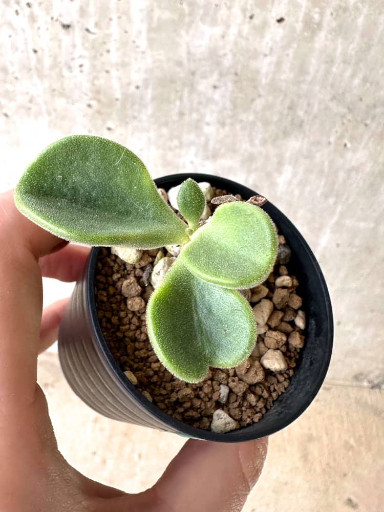 【現品限り】チレコドン・アトロプルプレウス【C55】 Tylecodon atropurpureus