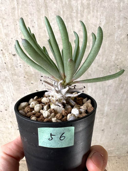 【現品限り】チレコドン・ワリチー【C56】 Tylecodon wallichii