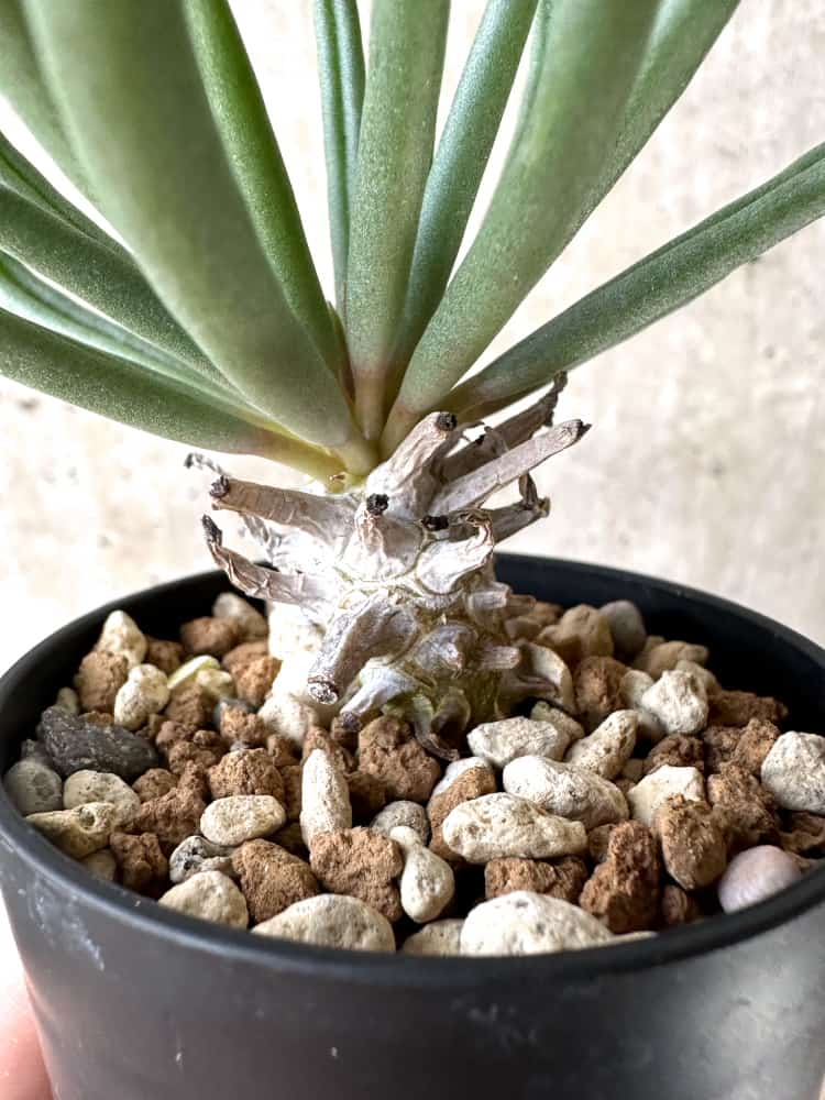 【現品限り】チレコドン・ワリチー【C56】 Tylecodon wallichii