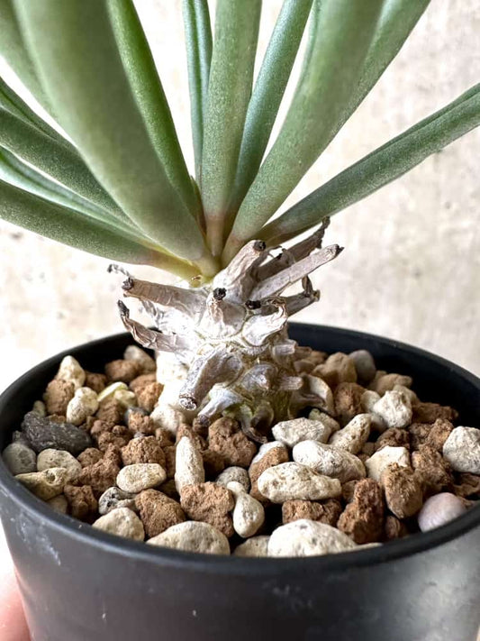 【現品限り】チレコドン・ワリチー【C56】 Tylecodon wallichii