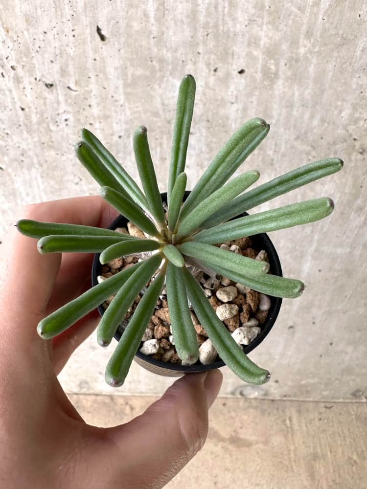 【現品限り】チレコドン・ワリチー【C56】 Tylecodon wallichii