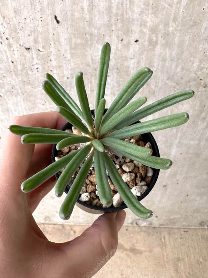 【現品限り】チレコドン・ワリチー【C56】 Tylecodon wallichii