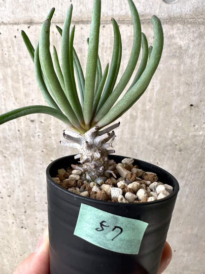 【現品限り】チレコドン・ワリチー【C57】 Tylecodon wallichii