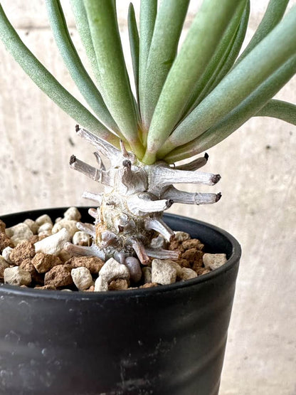 【現品限り】チレコドン・ワリチー【C57】 Tylecodon wallichii