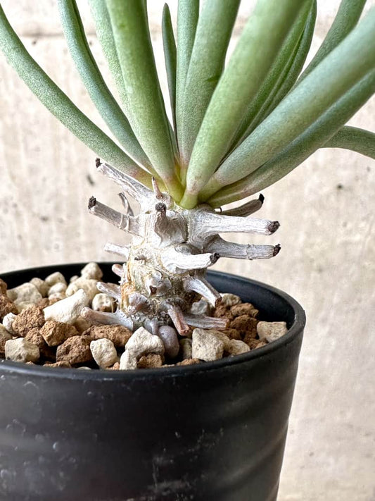 【現品限り】チレコドン・ワリチー【C57】 Tylecodon wallichii