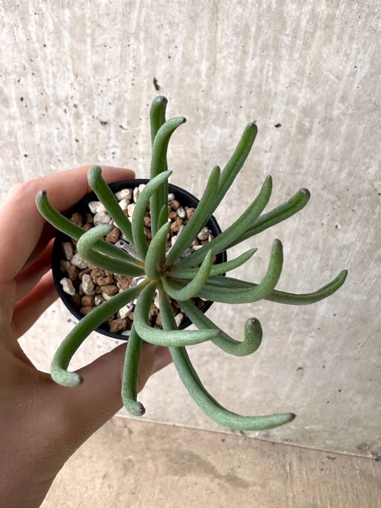 【現品限り】チレコドン・ワリチー【C57】 Tylecodon wallichii