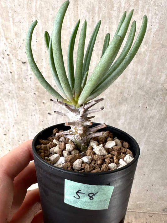 【現品限り】チレコドン・ワリチー【C58】 Tylecodon wallichii