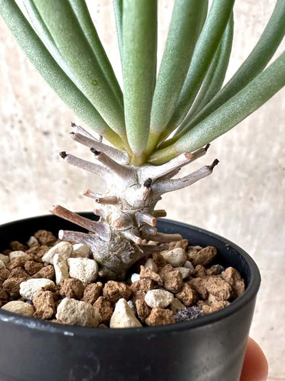 【現品限り】チレコドン・ワリチー【C58】 Tylecodon wallichii