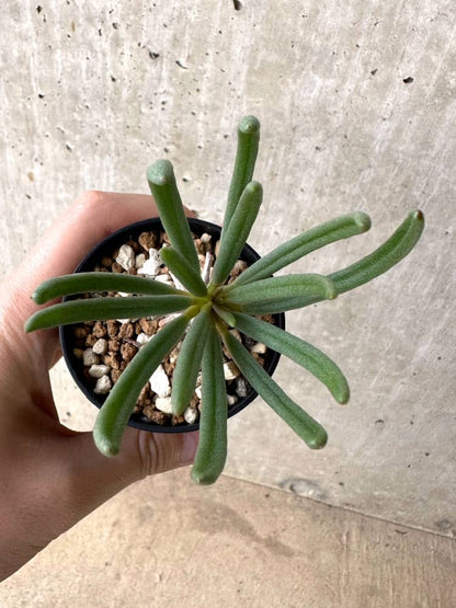 【現品限り】チレコドン・ワリチー【C58】 Tylecodon wallichii