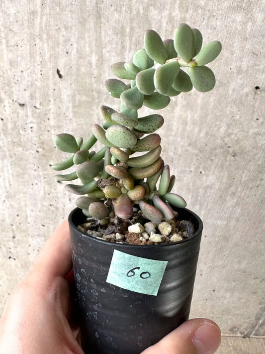 【現品限り】ケラリア・ピグマエア 実生【C60】 Ceraria pygmaea