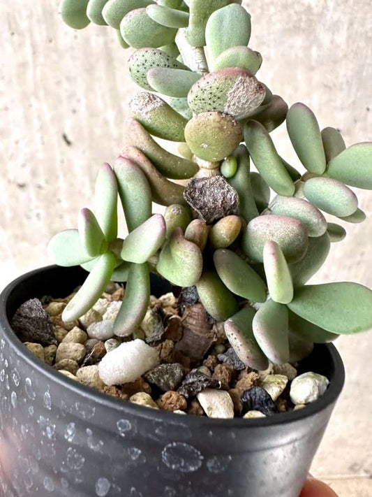 【現品限り】ケラリア・ピグマエア 実生【C60】 Ceraria pygmaea