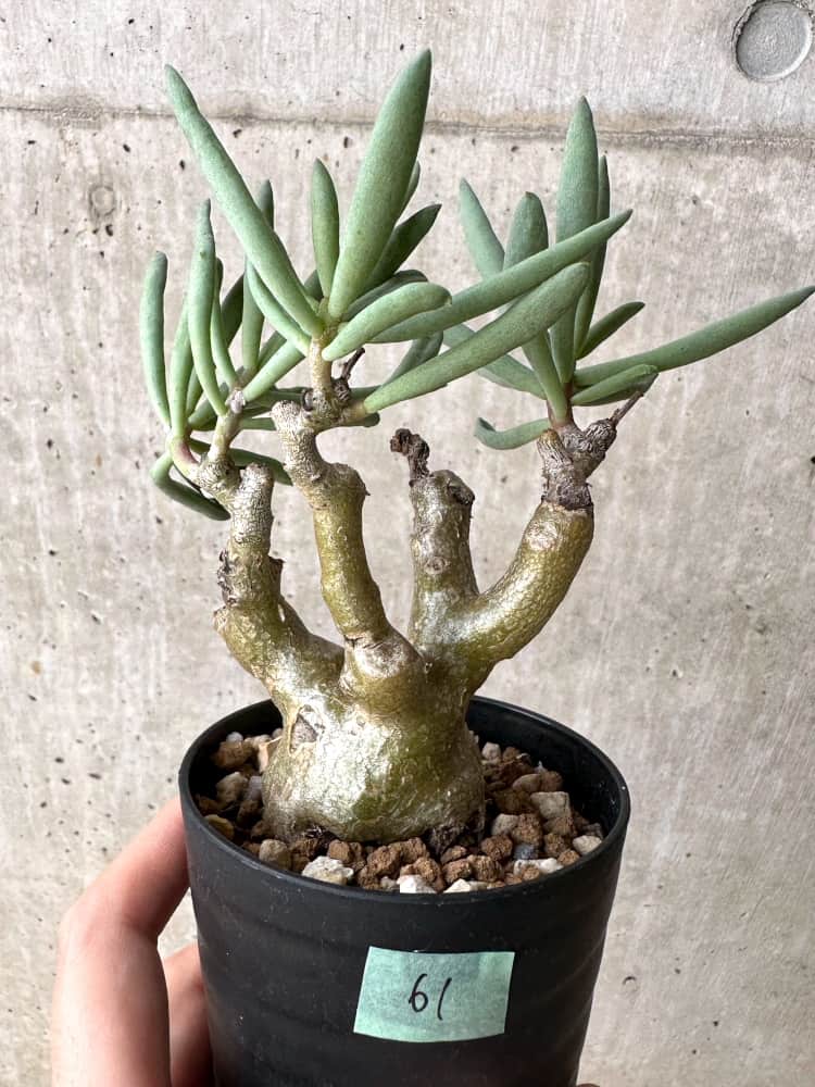 【現品限り】チレコドン・フラギリス【C61】 Tylecodon fragilis