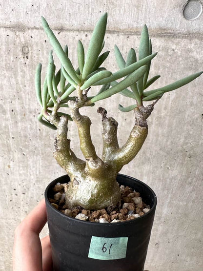 【現品限り】チレコドン・フラギリス【C61】 Tylecodon fragilis