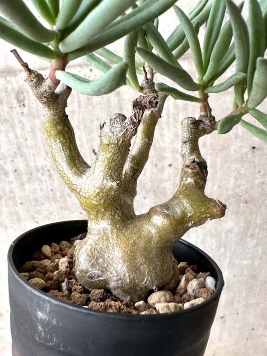 【現品限り】チレコドン・フラギリス【C61】 Tylecodon fragilis