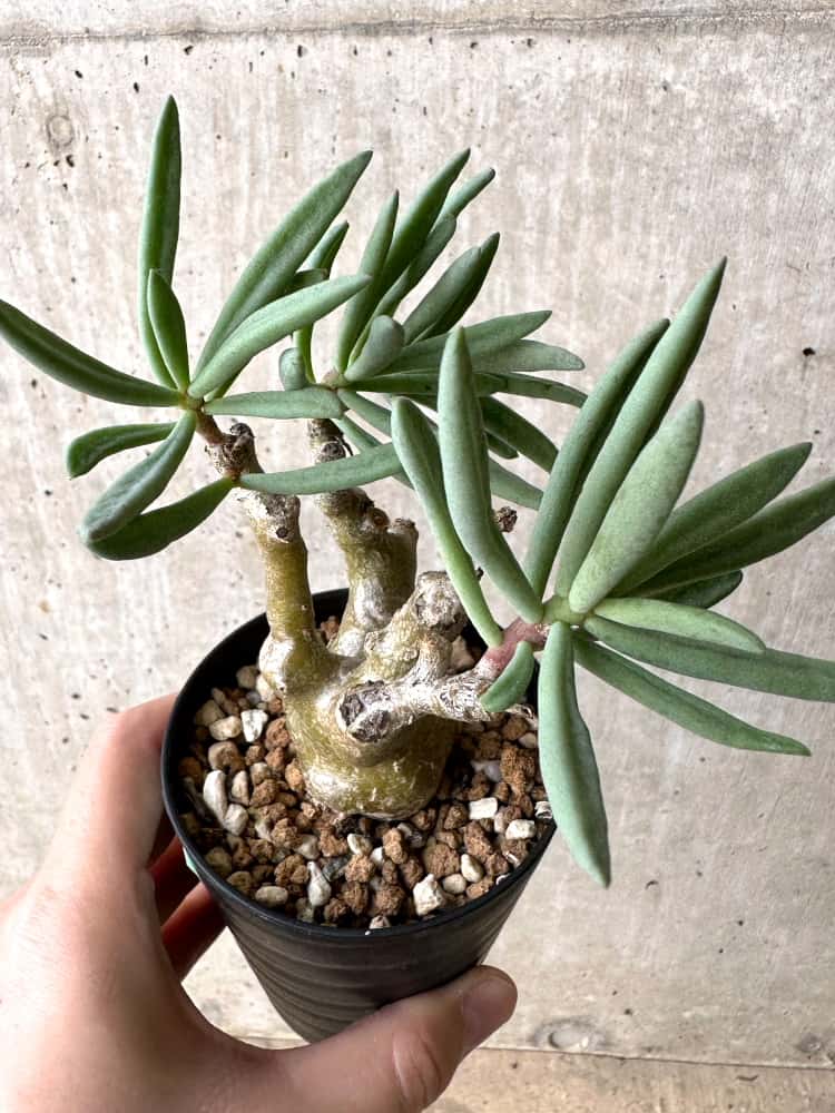 【現品限り】チレコドン・フラギリス【C61】 Tylecodon fragilis