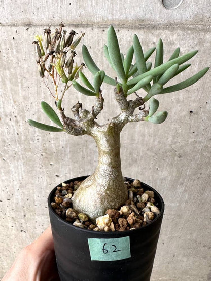 【現品限り】チレコドン・フラギリス【C62】 Tylecodon fragilis