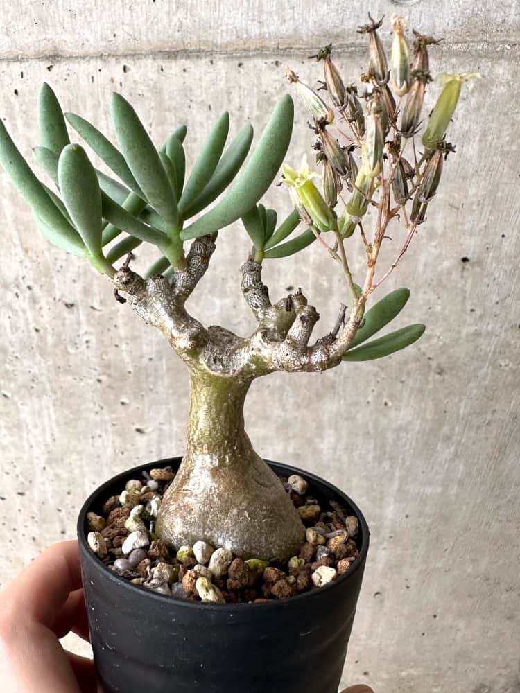 【現品限り】チレコドン・フラギリス【C62】 Tylecodon fragilis