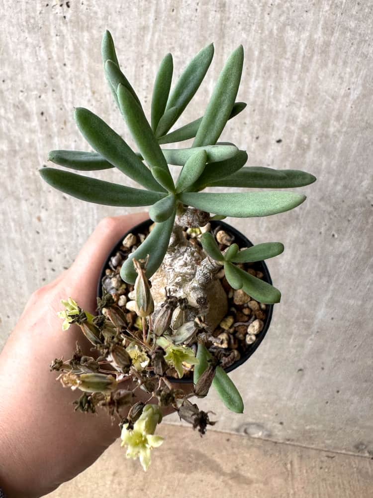 【現品限り】チレコドン・フラギリス【C62】 Tylecodon fragilis