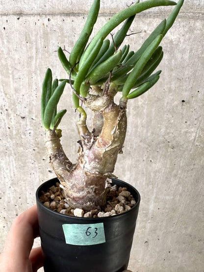 【現品限り】チレコドン・フィロポディウム【C63】 Tylecodon reticulatus ssp phyllopodium