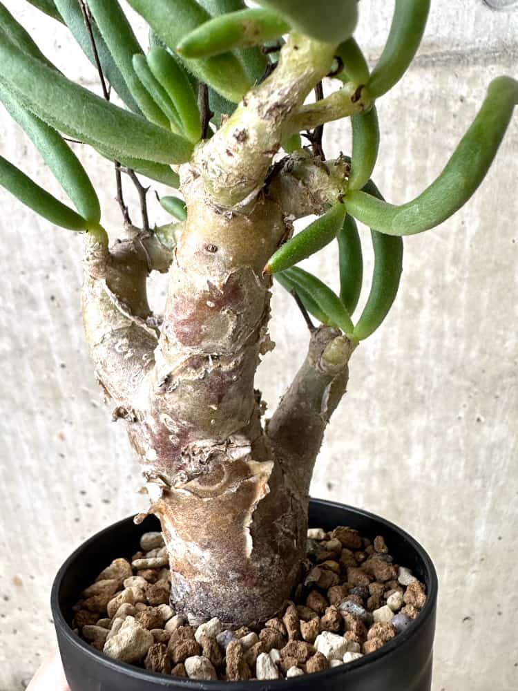 【現品限り】チレコドン・フィロポディウム【C63】 Tylecodon reticulatus ssp phyllopodium