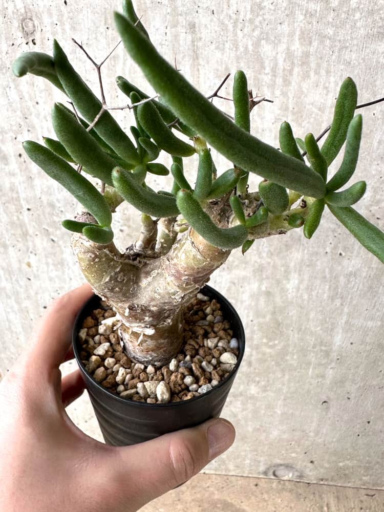 【現品限り】チレコドン・フィロポディウム【C63】 Tylecodon reticulatus ssp phyllopodium