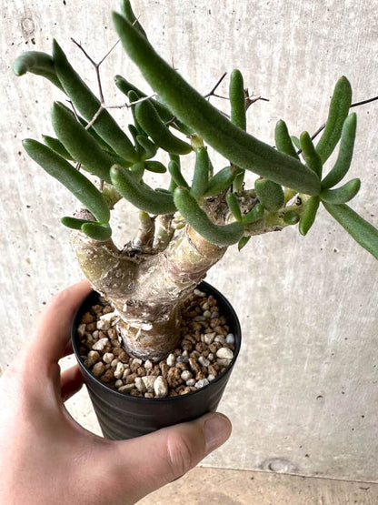 【現品限り】チレコドン・フィロポディウム【C63】 Tylecodon reticulatus ssp phyllopodium