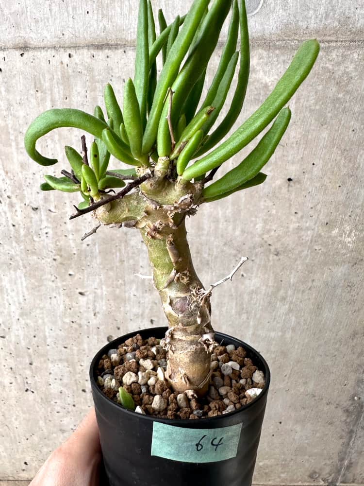 【現品限り】チレコドン・フィロポディウム【C64】 Tylecodon reticulatus ssp phyllopodium