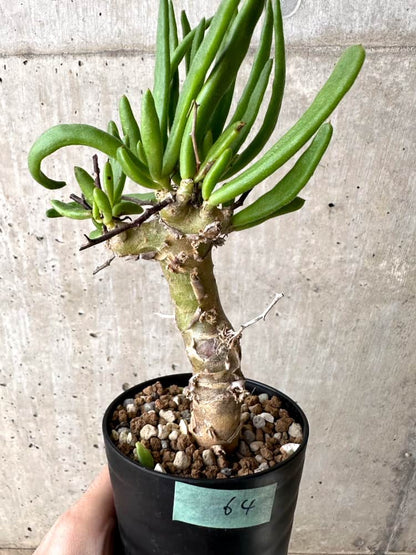 【現品限り】チレコドン・フィロポディウム【C64】 Tylecodon reticulatus ssp phyllopodium