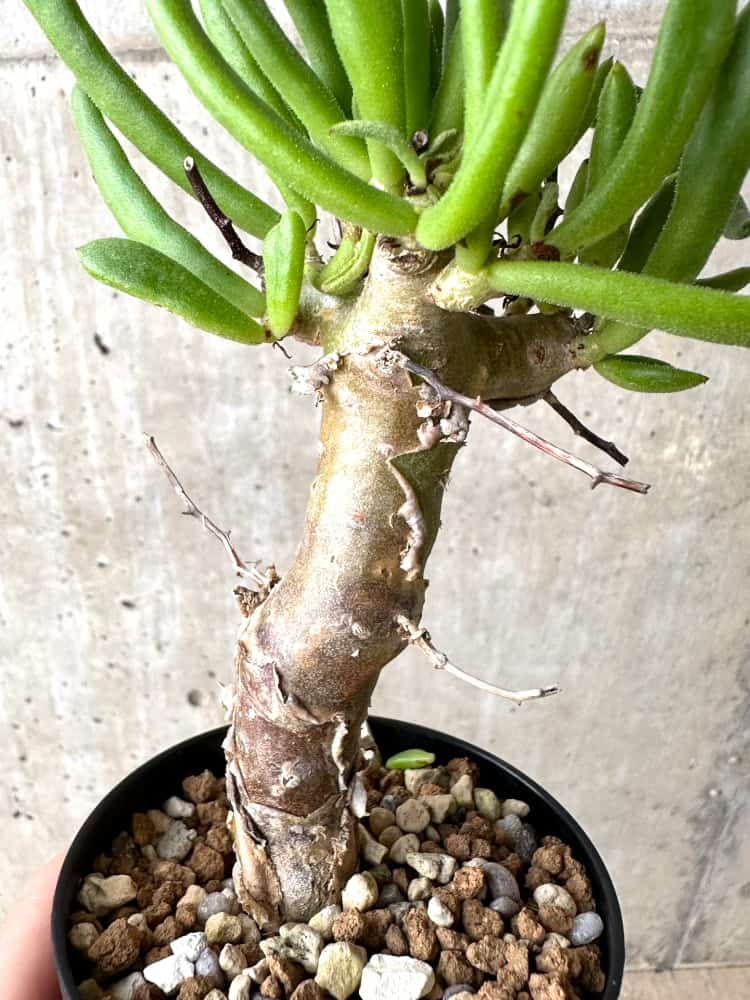 【現品限り】チレコドン・フィロポディウム【C64】 Tylecodon reticulatus ssp phyllopodium