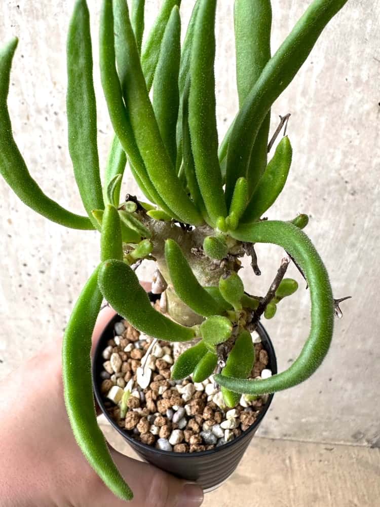 【現品限り】チレコドン・フィロポディウム【C64】 Tylecodon reticulatus ssp phyllopodium