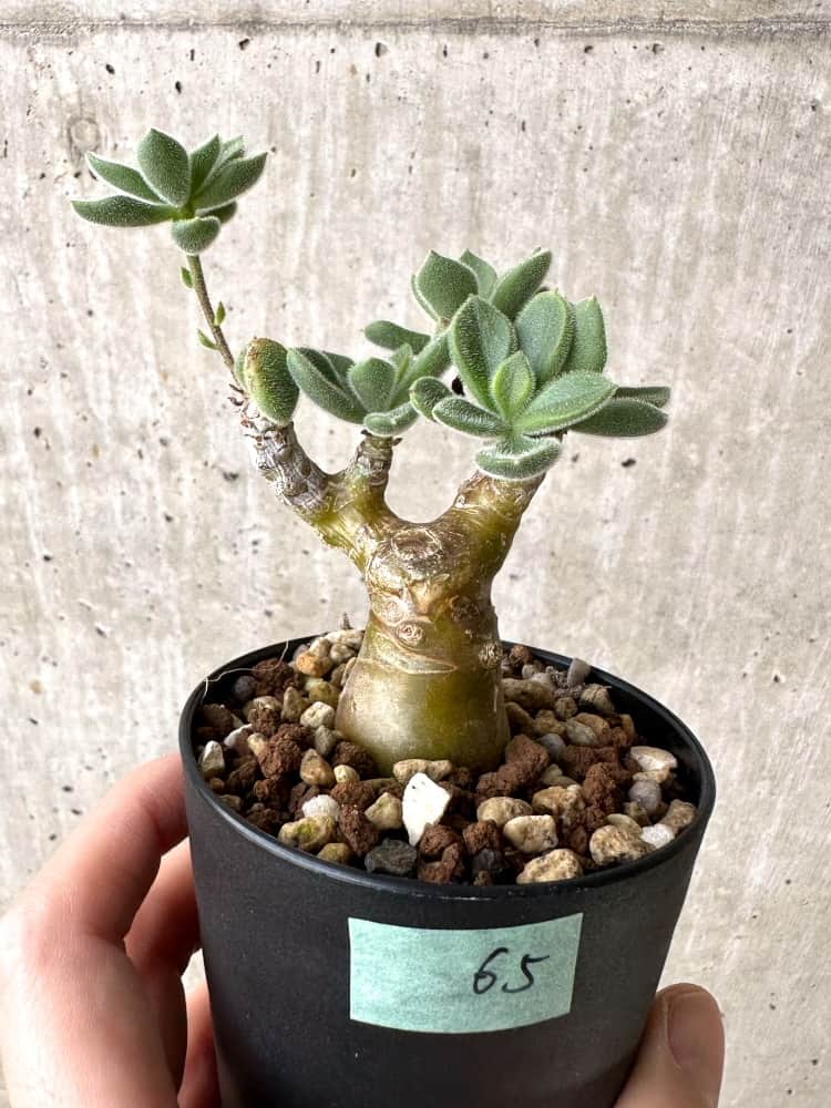 【現品限り】チレコドン・レウコスリクス【C65】 Tylecodon leucothrix