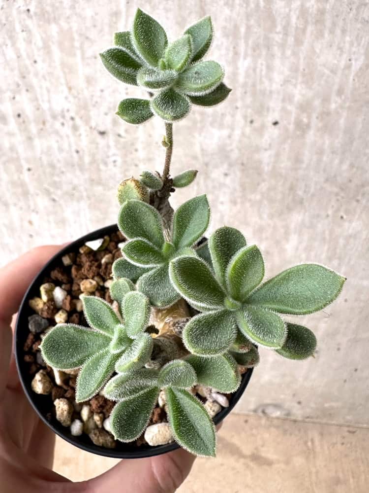 【現品限り】チレコドン・レウコスリクス【C65】 Tylecodon leucothrix