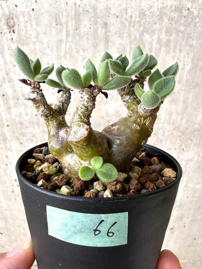 【現品限り】チレコドン・レウコスリクス【C66】 Tylecodon leucothrix