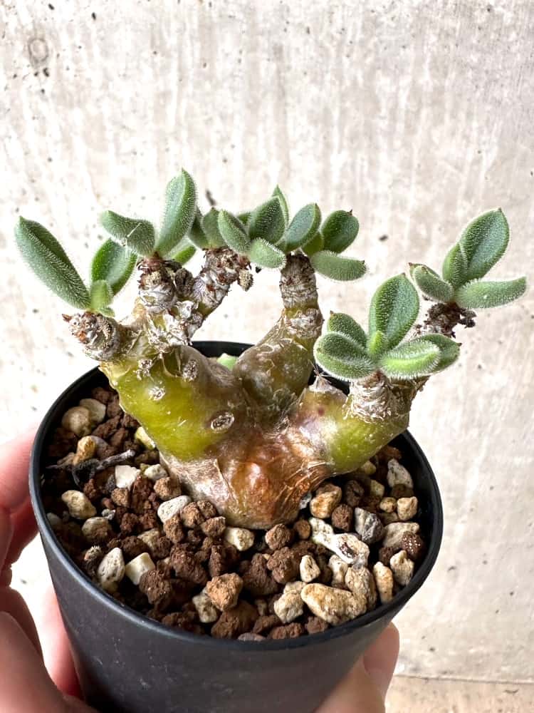 現品限り】チレコドン・レウコスリクス【C66】 Tylecodon leucothrix