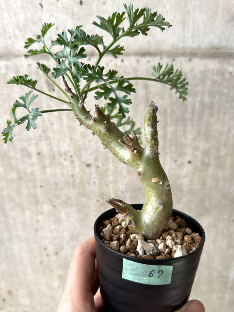【現品限り】ペラルゴニウム・クリズミフォリウム 挿し木【C67】 Pelargonium crithmifolium