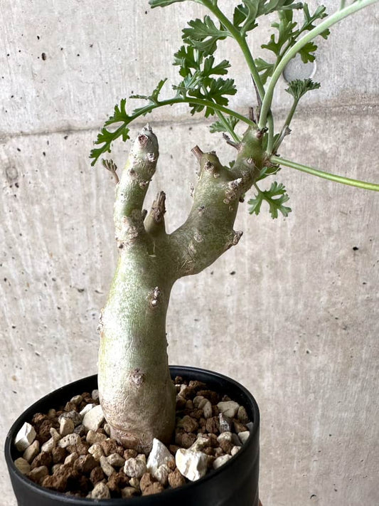 【現品限り】ペラルゴニウム・クリズミフォリウム 挿し木【C67】 Pelargonium crithmifolium