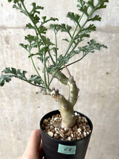 【現品限り】ペラルゴニウム・クリズミフォリウム 挿し木【C68】 Pelargonium crithmifolium