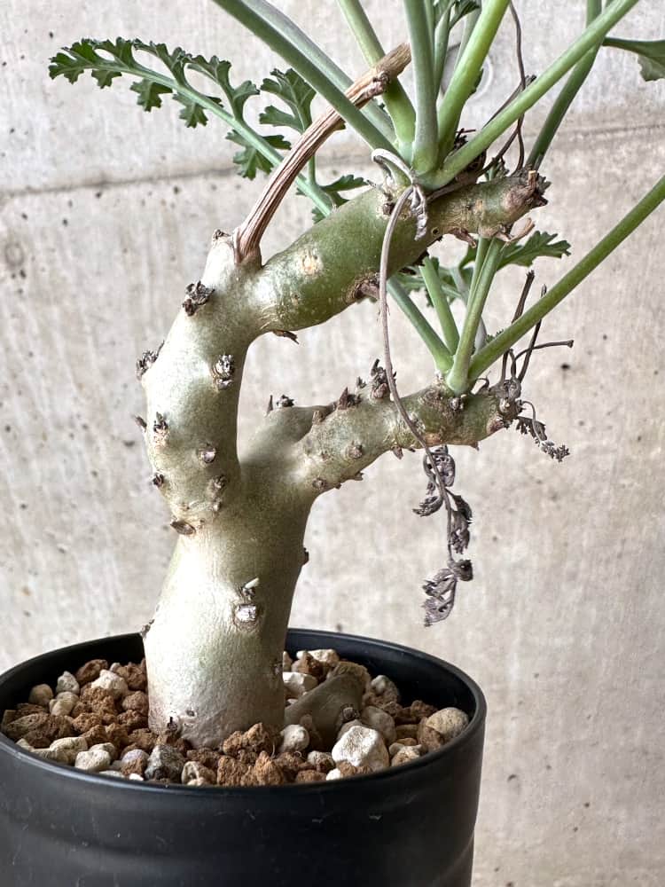 【現品限り】ペラルゴニウム・クリズミフォリウム 挿し木【C68】 Pelargonium crithmifolium