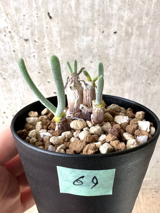 【現品限り】モニラリア・モニリフォルミス【C69】 Monilaria moniliformis